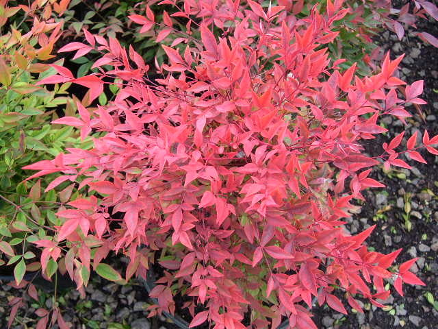 Nandina_Gulf_Stream-2.jpg