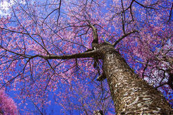 commercial tree care