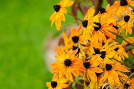 shutterstock_68757715