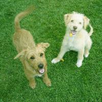 Happy_Dog