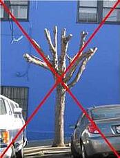 Topping_The_Tree