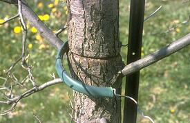 Topping_The_Tree
