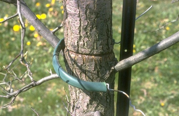 Topping_The_Tree