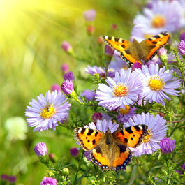 shutterstock_114884050
