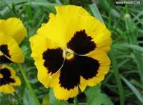 pansy