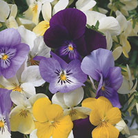Viola