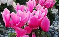Cyclamen