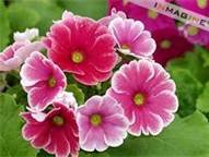 Primula_Obconica