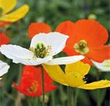 Iceland_Poppies