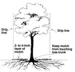 Proper-Mulching-250x242