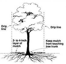 Proper-Mulching-250x242-1