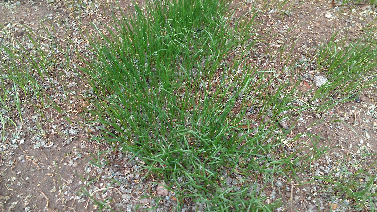 commercial landscape maintenance san jose-bay area