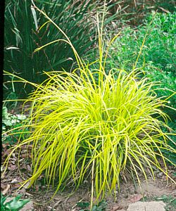 Carex_Bowles_Golden.jpg