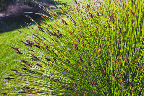 Chondropetalum_tectorum