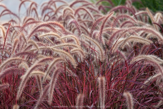 Pennisetum_rubrum