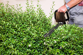 commercial landscape maintenance san jose-bay area