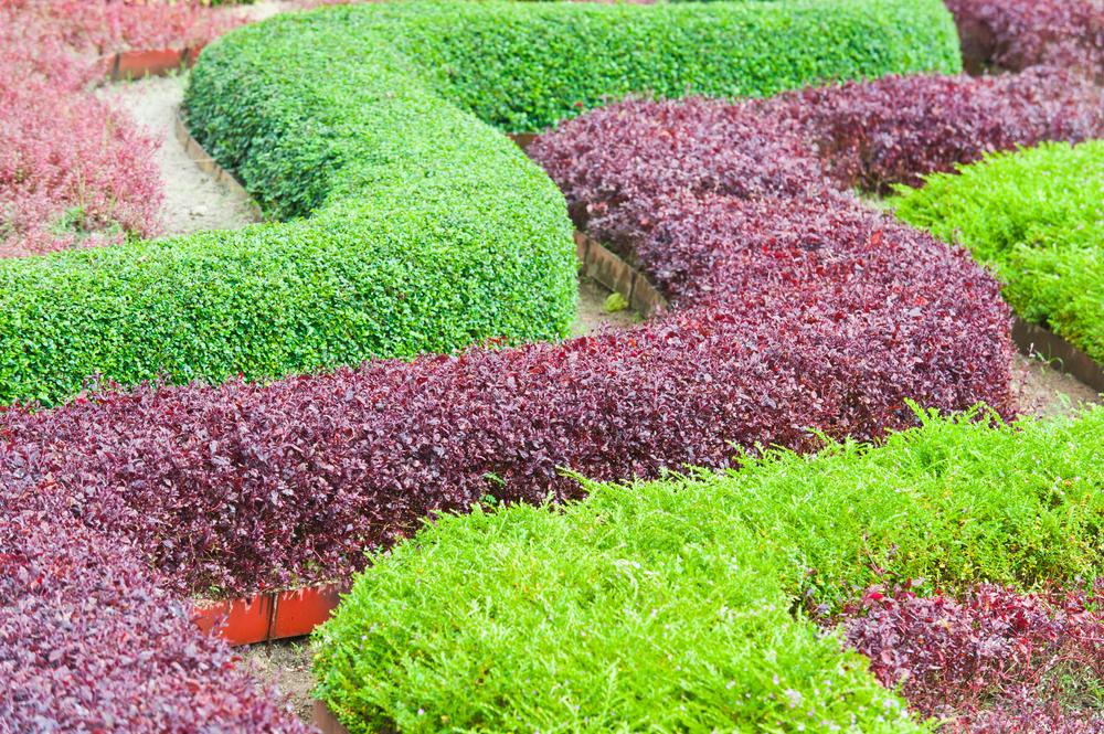 commercial landscape maintenance san jose-bay area