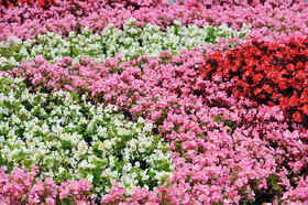 commercial landscape maintenance san jose-bay area