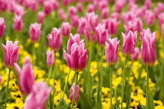 Marigold