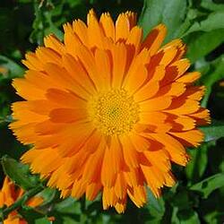 Callendula