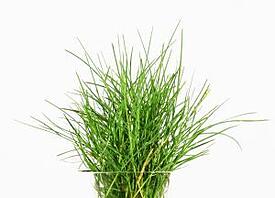 nomowgrass