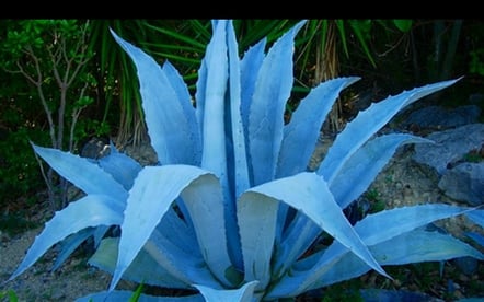 3841-Blue-Agave.jpg