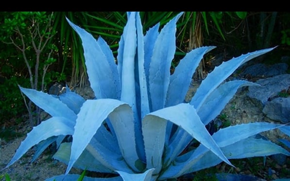 3841-Blue-Agave