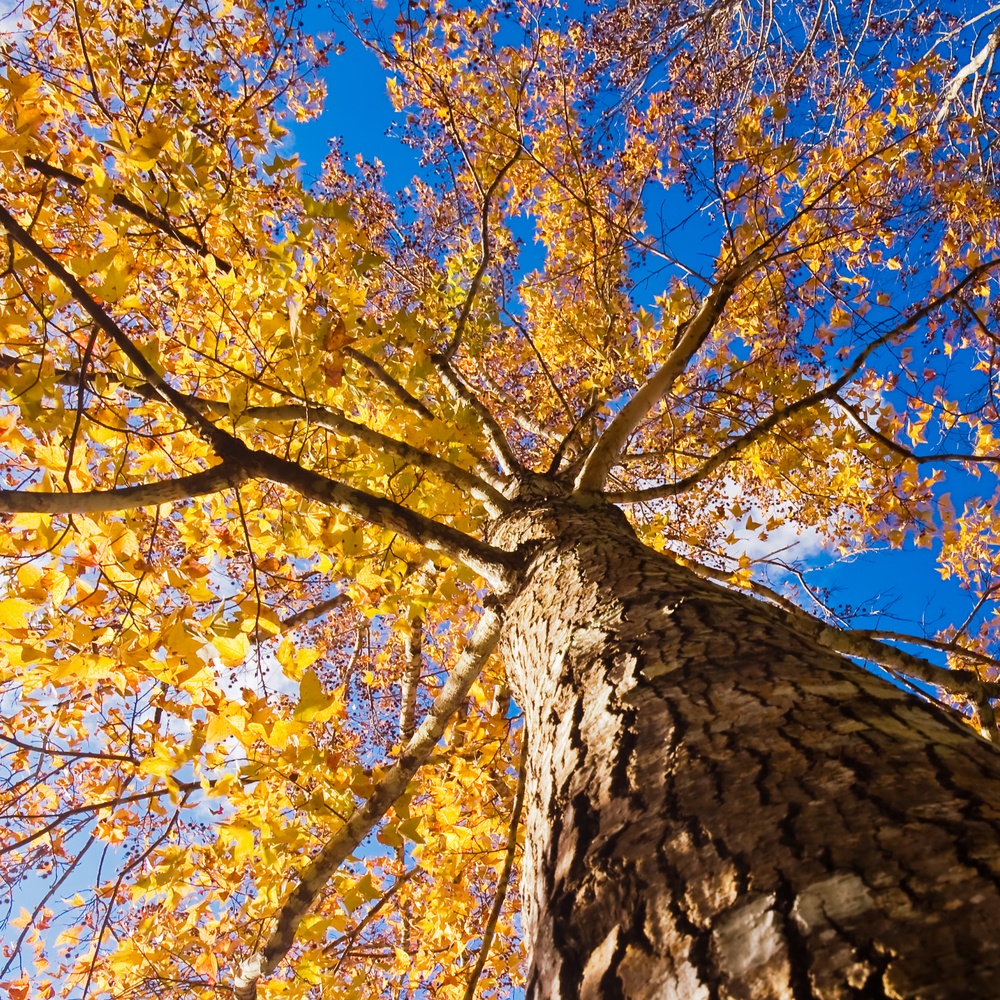 Commercial Tree Trimming Company