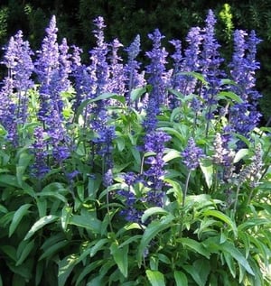 Blue_Salvia