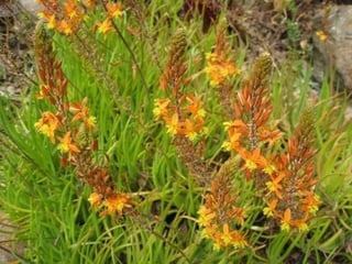 Bulbine_frutescens_B._caulescens.jpg