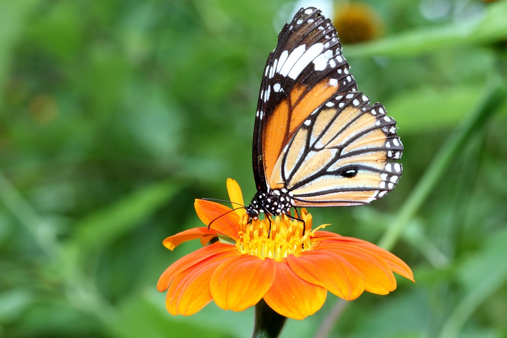 Commercial Landscaping Service in Santa Clara County
