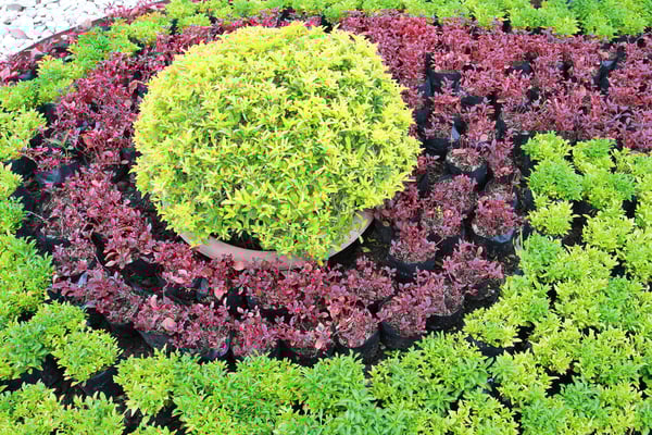 Budget Strategies for Commercial Landscape Services in Santa Clara County Ca