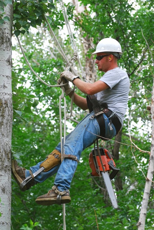 Commercial Tree Pruning Service