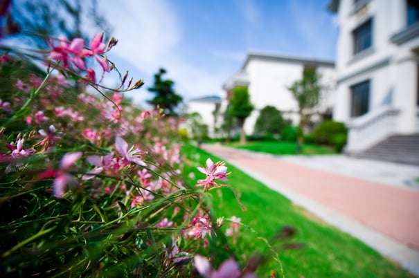 Condominium_Landscaping_Company_San_Jose_CA_408.275.1200