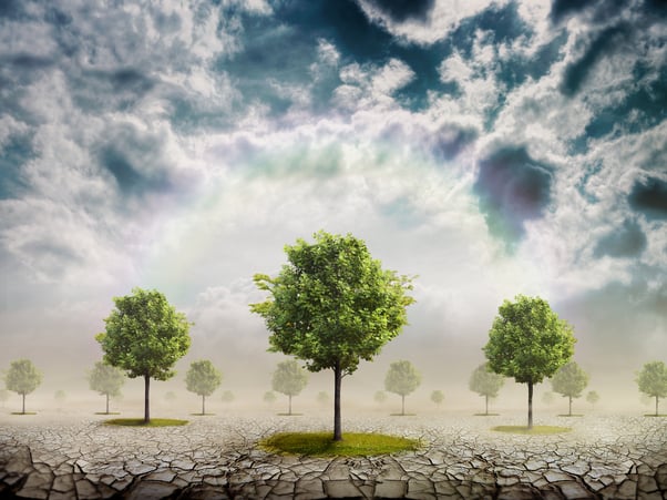 Commercial Landscape Maintenance Service