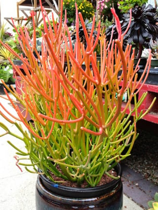 Euphorbia_tirucalli_Sticks_on_Fire.jpg
