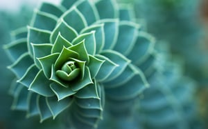 Green_Flower_II-1