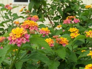 Lantana_Camara