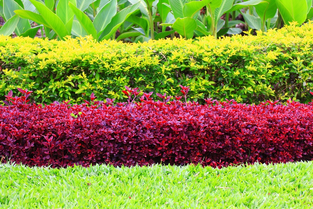 bay area commercial landscape maintenance company, San Jose CA