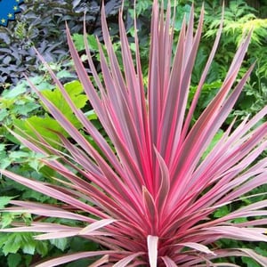 cordyline_australis_charlie_boy_rico1_plantipp_new_variety_plant_breeders_rights_eu25232