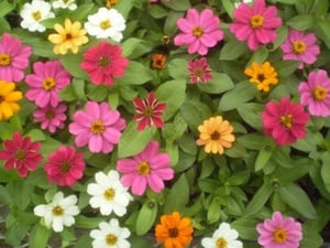 Zinnia-elegans-Profusion-Orange-2