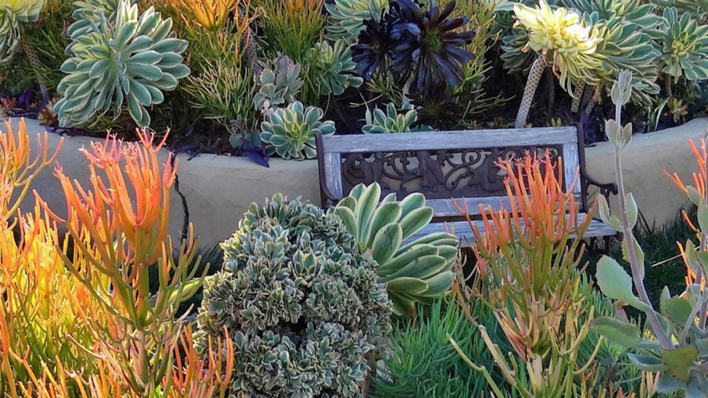 fire resistant landscaping includes succulents